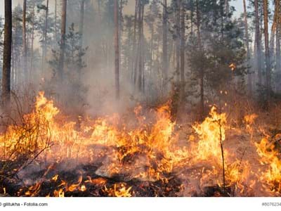 Waldbrand Brennender Wald