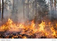 Waldbrand
