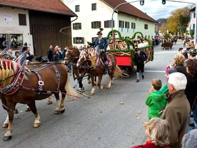 Vierergespann Kaltblüter mit Kutsche des Trachtenvereins Peißenberg beim Leonhardizug auf der Hauptstraße