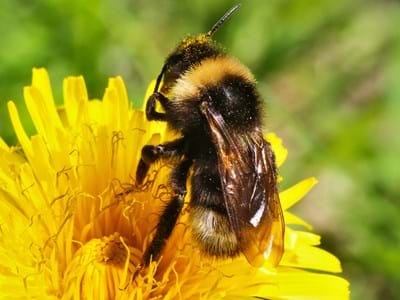 Biene auf Löwenzahn Biene auf Löwenzahn
