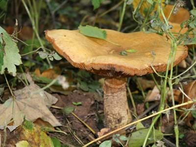 Schwammerlzeit Pilz im Wald