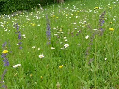 Blumenwiese