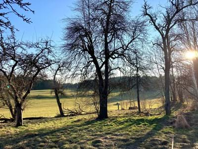 Birne-Altbaum bei Forst