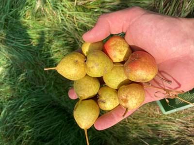 Dörr- und Brennbirne aus Forst bei Wessobrunn Weniger zum Essen, aber perfekt für Dörrobst oder einen guten Schnaps: Fruchtproben einer alten aromatischen Dörr- und Brennbirne aus Forst bei Wessobrunn