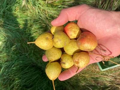 Weniger zum Essen, aber perfekt für Dörrobst oder einen guten Schnaps: Fruchtproben einer alten aromatischen Dörr- und Brennbirne aus Forst bei Wessobrunn