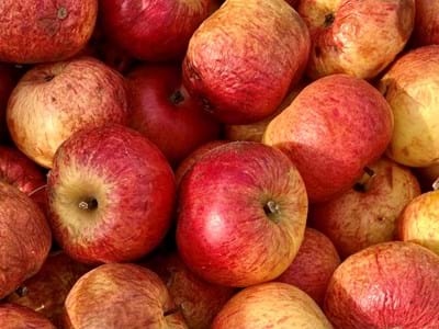 Paradiesapfel Ein regionaler Leckerbissen: der Paradiesapfel, der auch in der Ausstellung zu bewundern ist