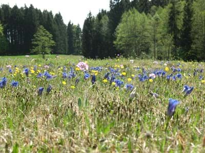 Streuwiese mit Stängellosem Enzian, Mehlprimel und Berg-Hahnenfuß. Streuwiesen sind ungedüngte und meist sehr nasse Wiesen, die traditionell erst im Herbst gemäht werden und für Einstreu im Stall dienen.