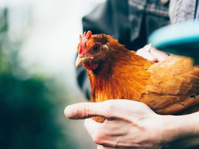 Kann therapeutisch positive Wirkung haben: Kontakt mit Tieren, in diesem Fall mit einem Huhn