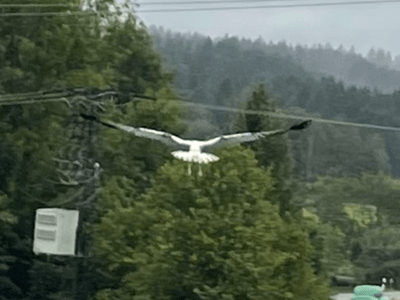 Ein Storch befand sich am Mittwoch noch in der Auffangstation, vier wurden bereits ausgewildert und fliegen schon wieder.