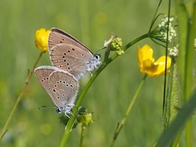 Biokartierung Der Helle Wiesenknopf-Ameisenbläuling (Phengaris teleius) bei der Paarung. Er ist in Bayern stark gefährdet und auf das Vorkommen des großen Wiesenknopfes auf extensiv genutzten Feuchtwiesen angewiesen.