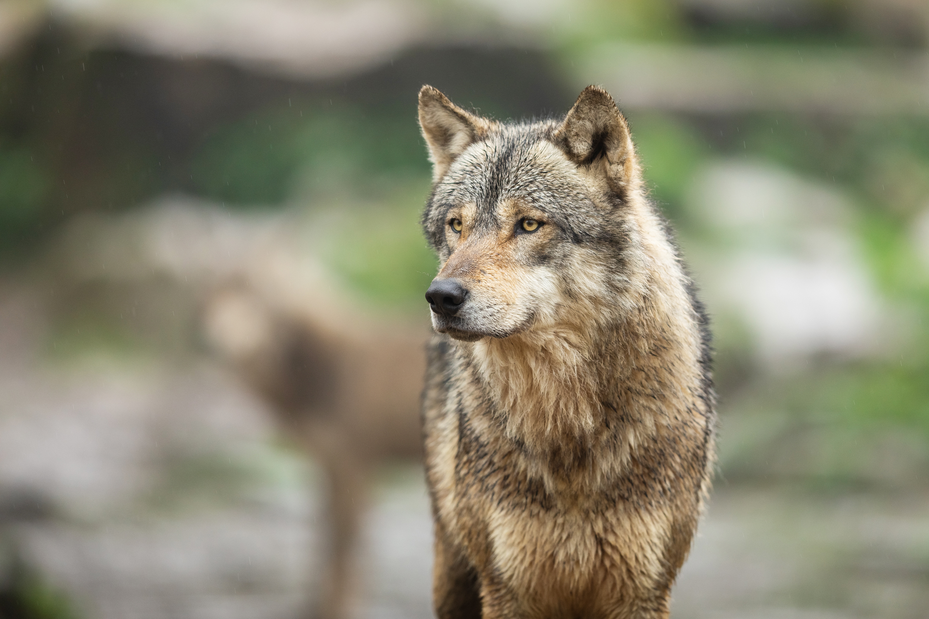 Informationen zum Thema Wolf