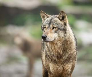 Informationen zum Thema Wolf