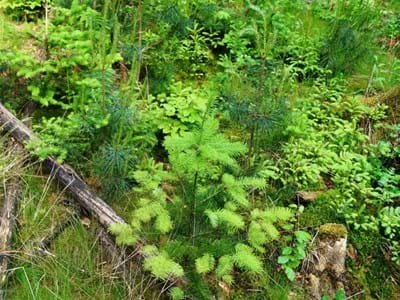 Junge Bäume im Wald