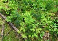 Jung-Wald.jpg