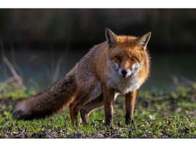 Fuchs Fuchs