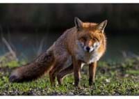 Fuchs