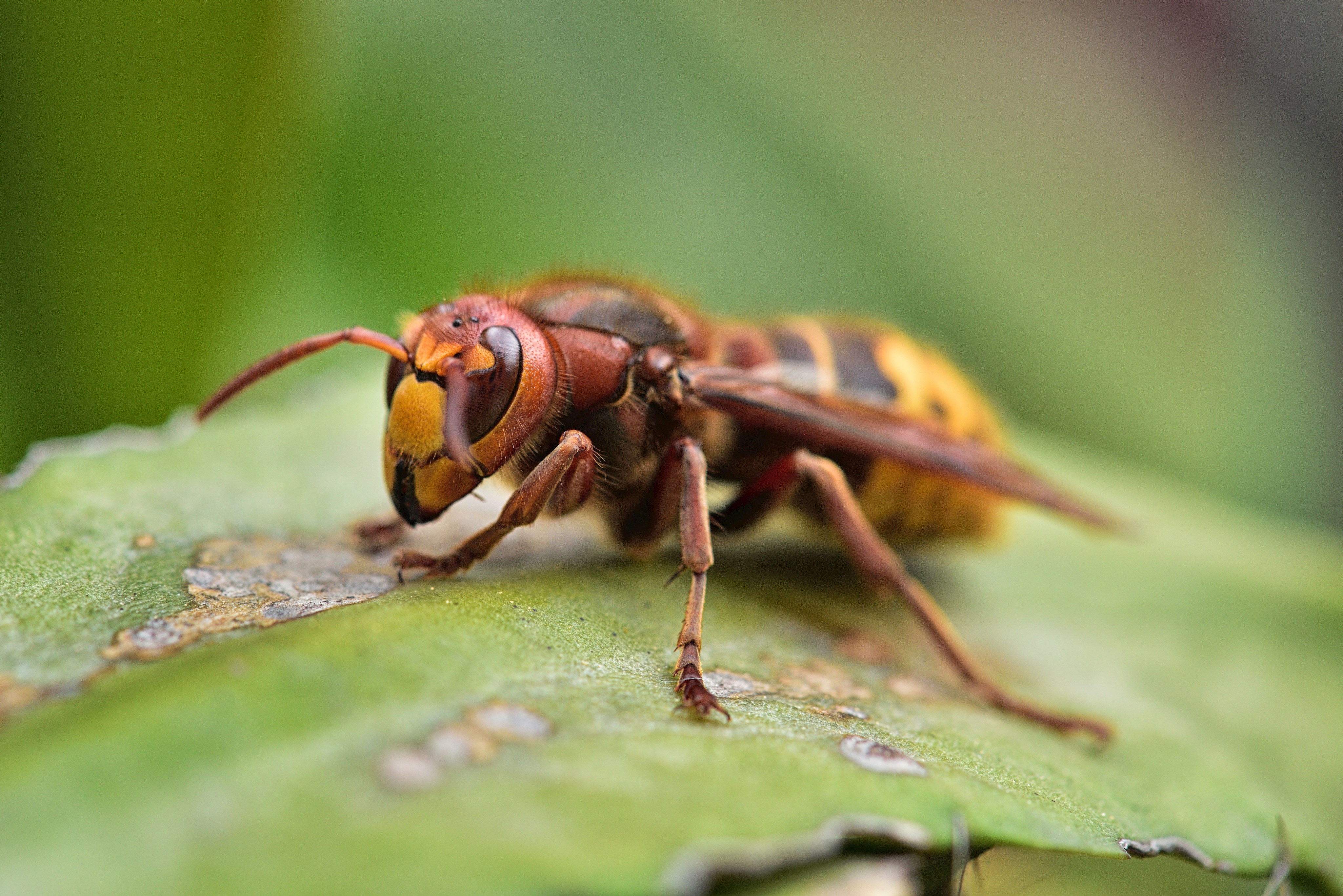 Wespen- und Hornissenberatung