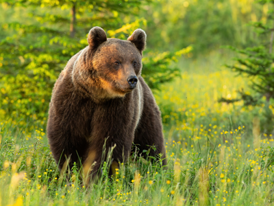 Bär