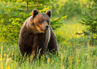 Bär