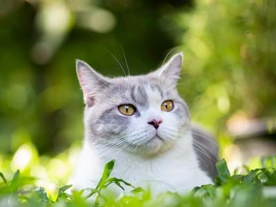 Eine Katze frei in der Natur Eine Katze frei in der Natur