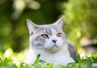 Eine Katze frei in der Natur