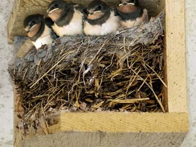 Vier gewinnt: Dieses fröhliche Schwalbenquartett wächst munter in einer künstlichen Nisthilfe auf. Diese gibt es jetzt kostenlos im Landkreis Weilheim-Schongau