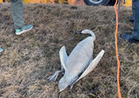 Toter Schwan am Premer Stausee