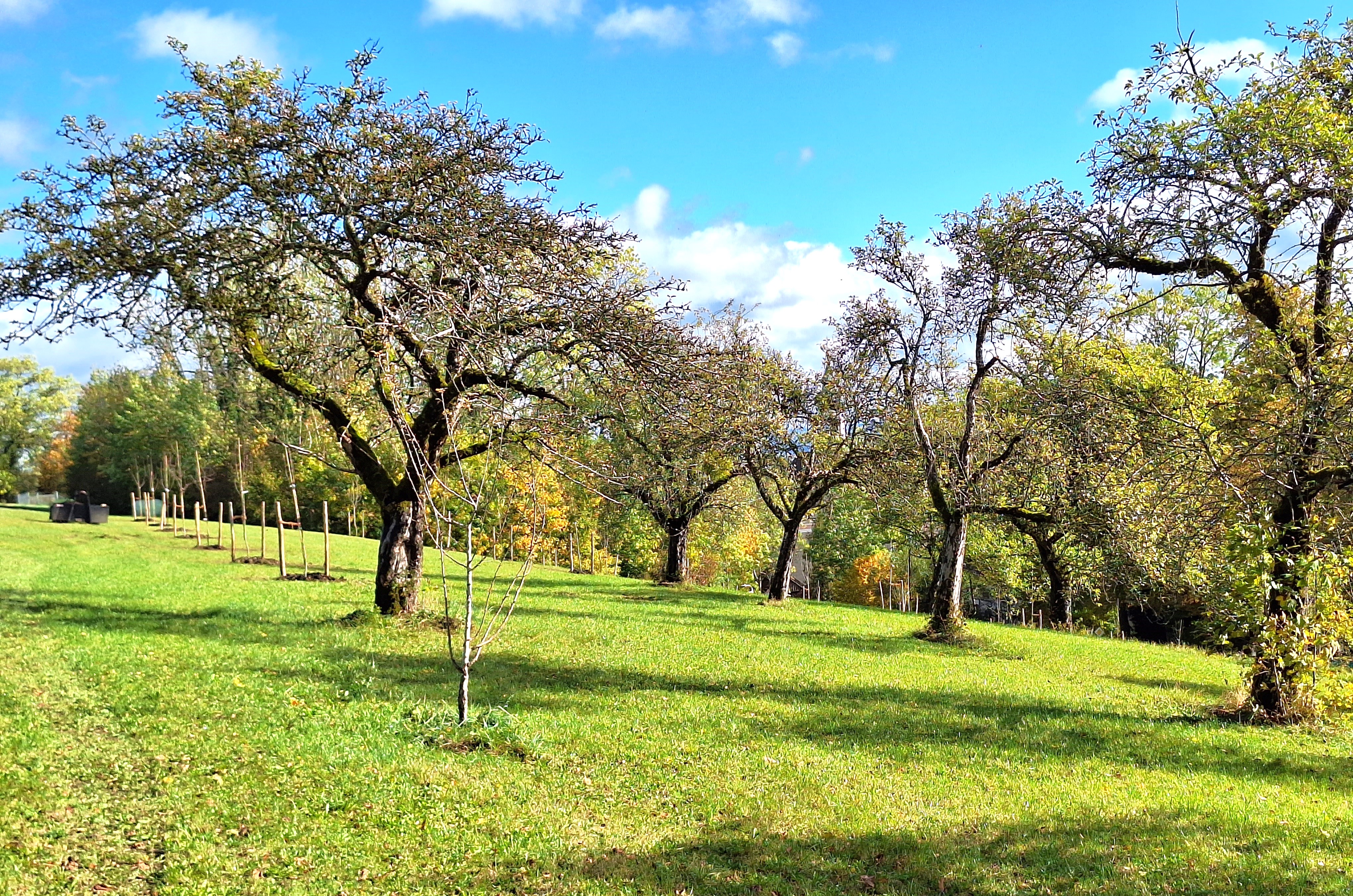 Obstsortenarche alte Bäume (c) Klaus Papenfuß